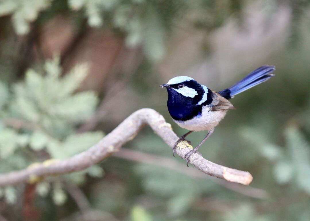 Answer #15: What is a wren?